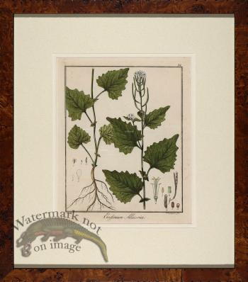 Hayne's Botanical in Burl 01